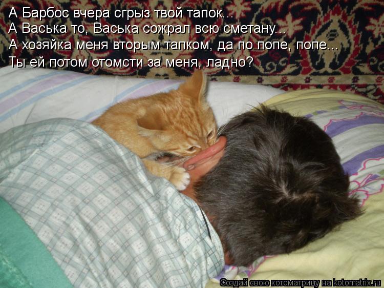 Котоматрица: А Барбос вчера сгрыз твой тапок... А Барбос вчера сгрыз твой тапок... А Васька то, Васька сожрал всю сметану... А хозяйка меня вторым тапком, да 