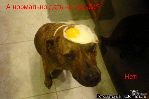 Котоматрица: А нормально дать не судьба? Нет!