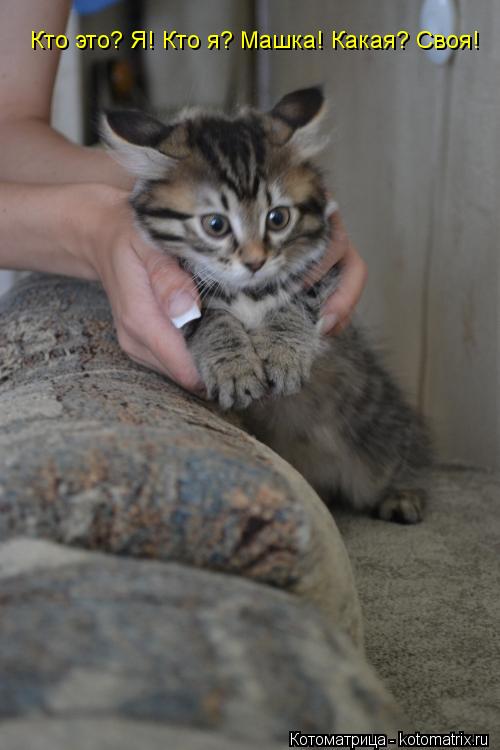 Котоматрица: Кто это? Я! Кто я? Машка! Какая? Своя!