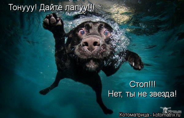 Котоматрица: Тонууу! Дайте лапуу!!! Нет, ты не звезда! Стоп!!!