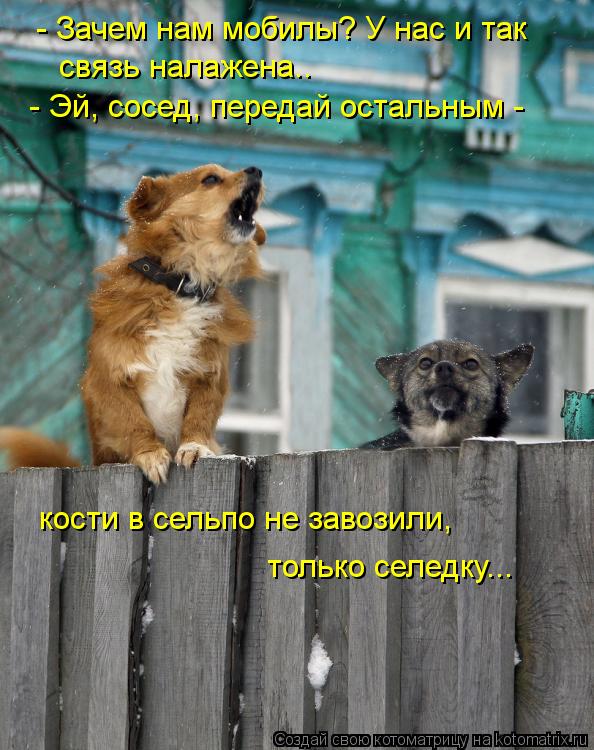 - Зачем нам мобилы? У нас и так связь налажена.. - Эй, сосед, передай остальным - кости в сельпо не... Котоматрица: - Зачем нам мобилы? У нас и так связь налажена.. - Эй, сосед, передай остальным - кости в сельпо не завозили, только селедку...