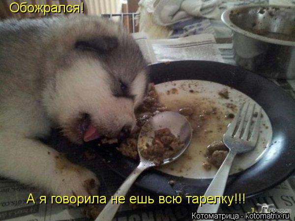 Котоматрица: Обожрался! А я говорила не ешь всю тарелку!!!