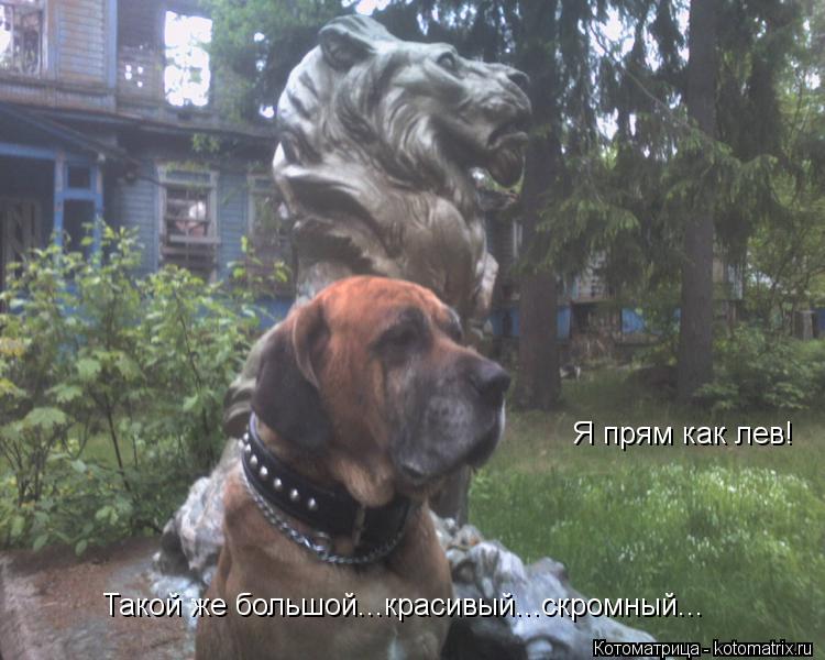 Котоматрица: Я прям как лев! Такой же большой...красивый...скромный...