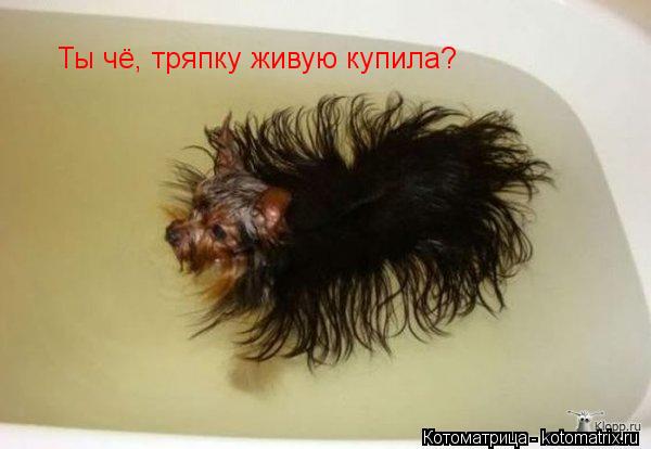 Котоматрица: Ты чё, тряпку живую купила?