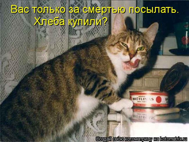 Котоматрица: Вас только за смертью посылать. Хлеба купили?