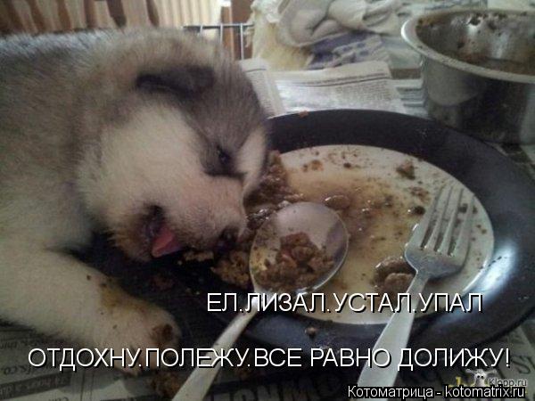 Котоматрица: ЕЛ.ЛИЗАЛ.УСТАЛ.УПАЛ ОТДОХНУ.ПОЛЕЖУ.ВСЕ РАВНО ДОЛИЖУ!