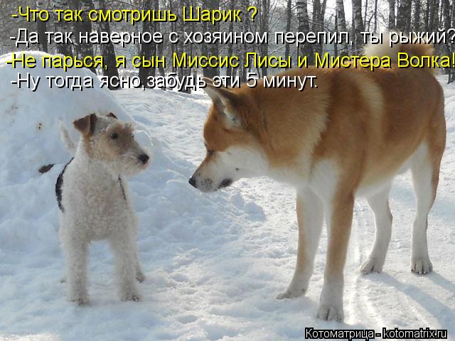 Котоматрица: -Что так смотришь Шарик ?  -Да так наверное с хозяином перепил, ты рыжий? -Не парься, я сын Миссис Лисы и Мистера Волка! -Ну тогда ясно,забудь эт