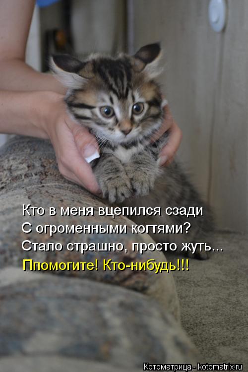 Кто в меня вцепился сзади С огроменными когтями? Стало страшно, просто жуть... Ппомогите! Кто-нибудь!... Котоматрица: Кто в меня вцепился сзади С огроменными когтями? Стало страшно, просто жуть... Ппомогите! Кто-нибудь!!!