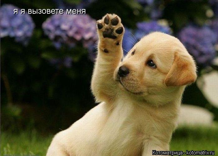 Котоматрица: я я вызовете меня