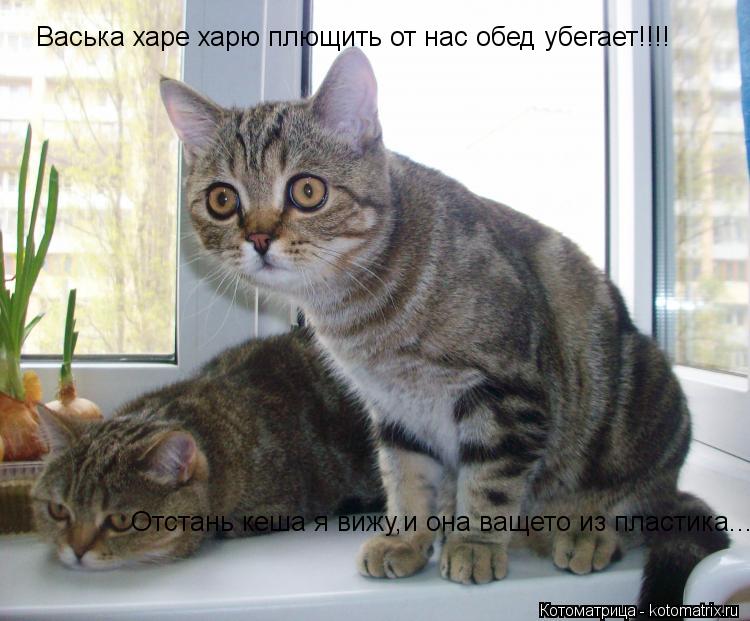 Котоматрица: Васька харе харю плющить от нас обед убегает!!!! Отстань кеша я вижу,и она ващето из пластика...