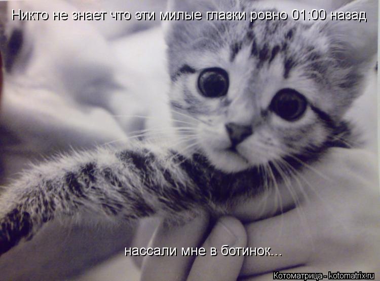 Котоматрица: Никто не знает что эти милые глазки ровно 01:00 назад нассали мне в ботинок...