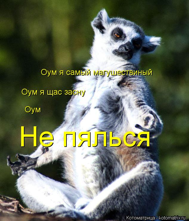 Котоматрица: Оум я самый магушествиный  Оум я щас засну  Оум  Не пялься