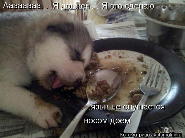 Котоматрица: Аааааааа.... Я должен ....Я это сделаю ....язык не слушается носом доем