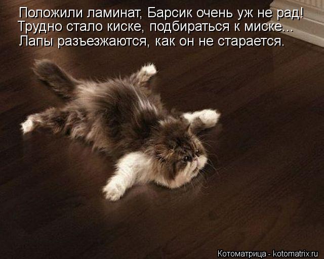 Котоматрица: Положили ламинат, Барсик очень уж не рад! Трудно стало киске, подбираться к миске... Лапы разъезжаются, как он не старается.