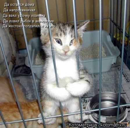 Котоматрица: Да остался дома Да напроказничал Да взял удочку хозяина Да ловил рыбок в аквариуме Да жестоко поплатился за это