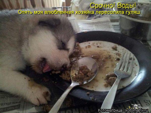 Котоматрица: Срочно! Воды!  Опять моя влюбленная хозяйка пересолила гуляш.