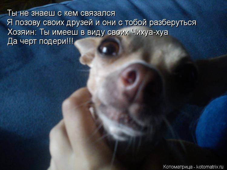 Котоматрица: Ты не знаеш с кем связался Я позову своих друзей и они с тобой разберуться Хозяин: Ты имееш в виду своих Чихуа-хуа Да черт подери!!!