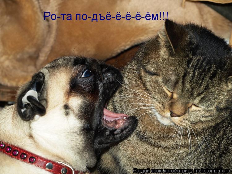 Котоматрица: Ро-та по-дъё-ё-ё-ё-ём!!!