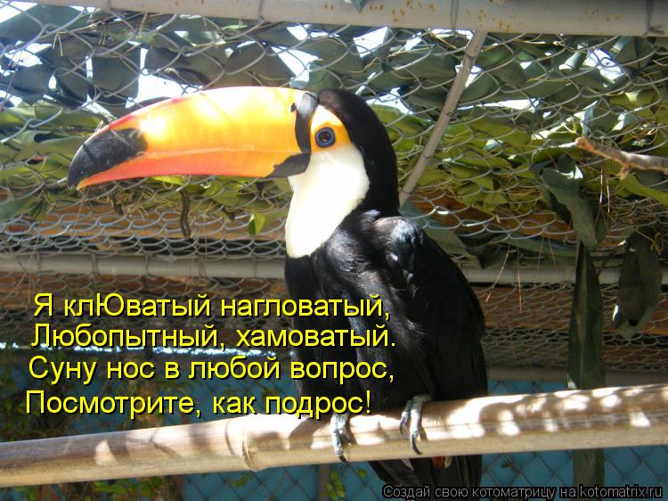 Котоматрица: Я клЮватый нагловатый, Любопытный, хамоватый. Суну нос в любой вопрос, Посмотрите, как подрос!