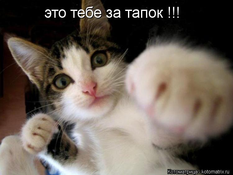 Котоматрица: это тебе за тапок !!!