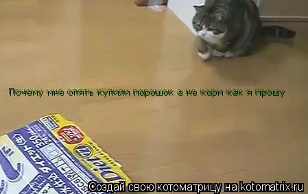 Котоматрица: Почему мне опять купили порошок а не корм как я прошу  Почему мне опять купили порошок а не корм как я прошу