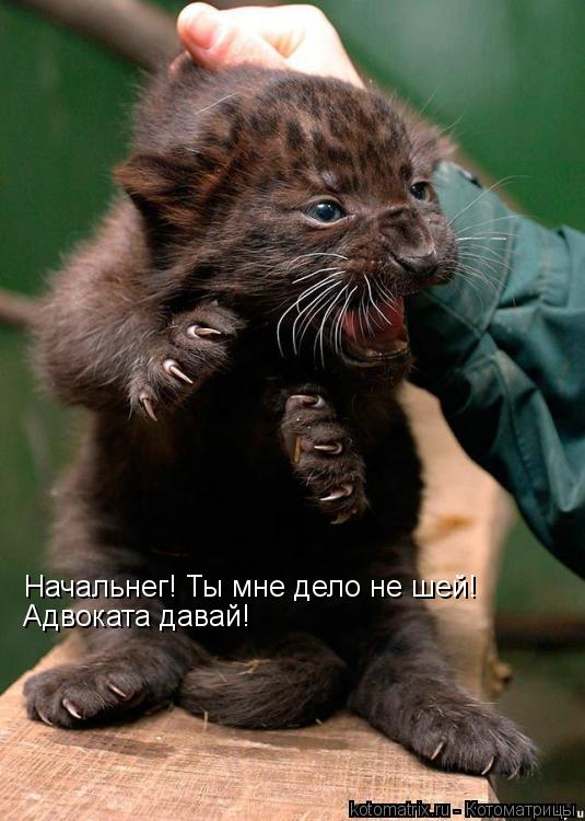 Котоматрица: Начальнег! Ты мне дело не шей! Адвоката давай!