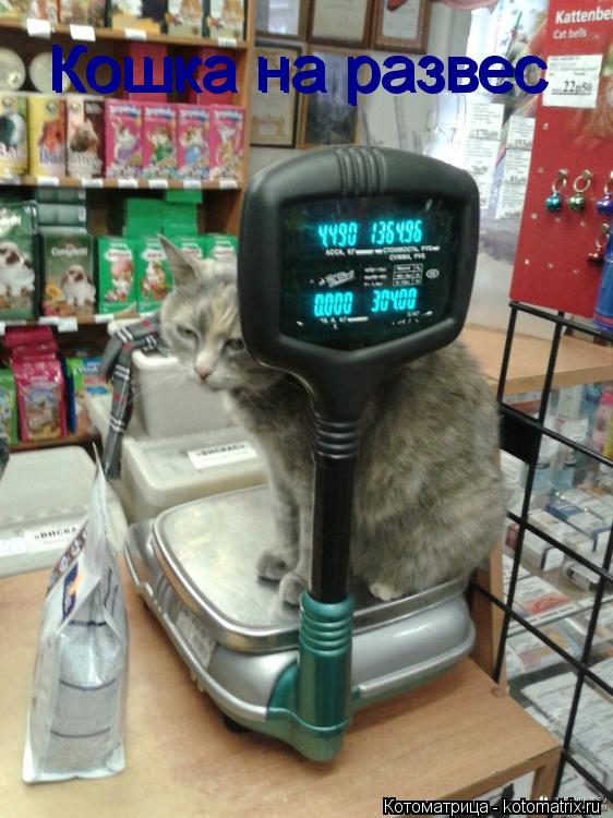 Котоматрица: Кошка на развес Кошка на развес