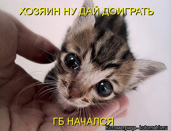 Котоматрица: ХОЗЯИН НУ ДАЙ ДОИГРАТЬ ГБ НАЧАЛСЯ
