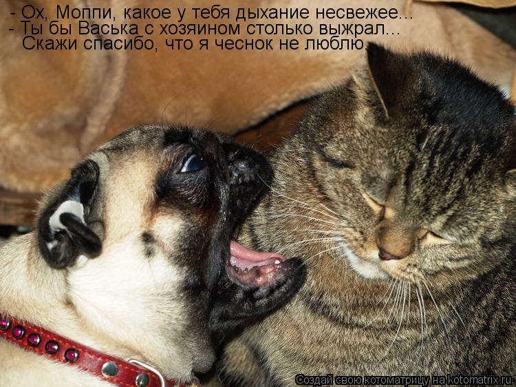 Котоматрица: - Ох, Моппи, какое у тебя дыхание несвежее... - Ты бы Васька с хозяином столько выжрал... Скажи спасибо, что я чеснок не люблю...