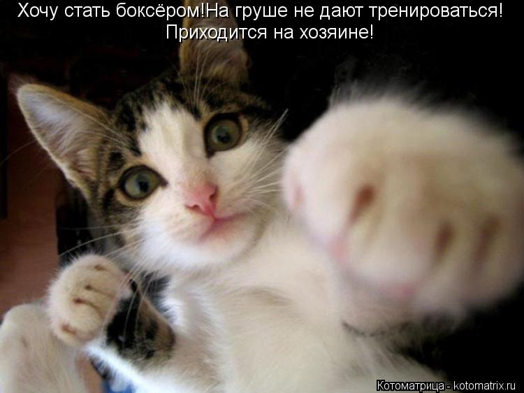 Котоматрица: Хочу стать боксёром!На груше не дают тренироваться! Приходится на хозяине!
