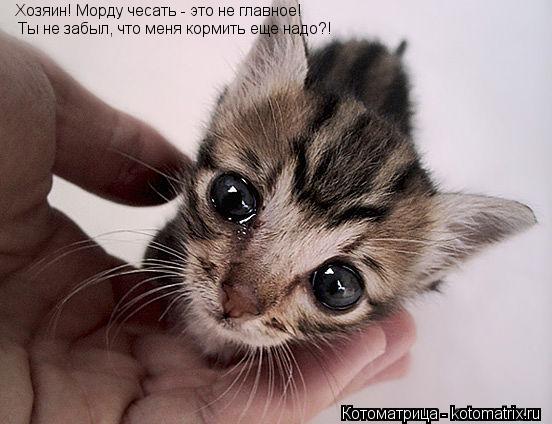 Котоматрица: Хозяин! Морду чесать - это не главное!  Ты не забыл, что меня кормить еще надо?!