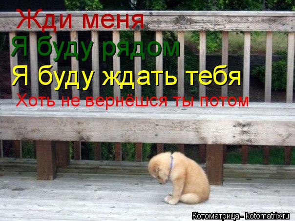 Котоматрица: Жди меня Я буду рядом Хоть не вернёшся ты потом Я буду ждать тебя