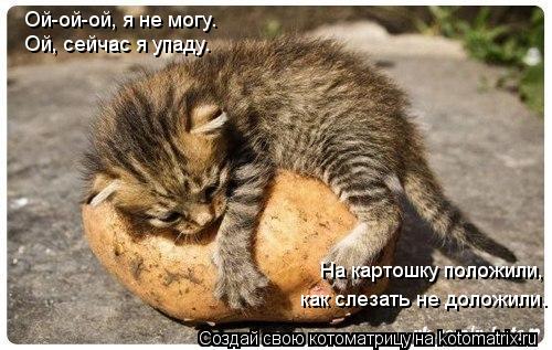 Котоматрица: Ой-ой-ой, я не могу. Ой-ой-ой, я не могу. Ой, сейчас я упаду. На картошку положили, как слезать не доложили.