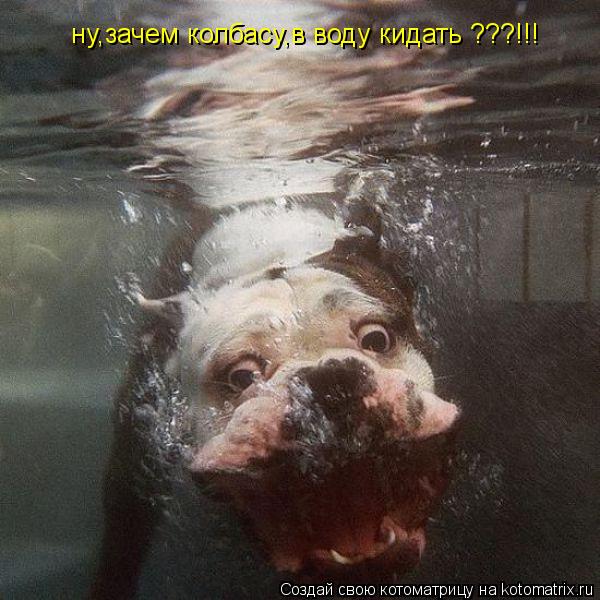 Котоматрица: ну,зачем колбасу,в воду кидать ???!!!