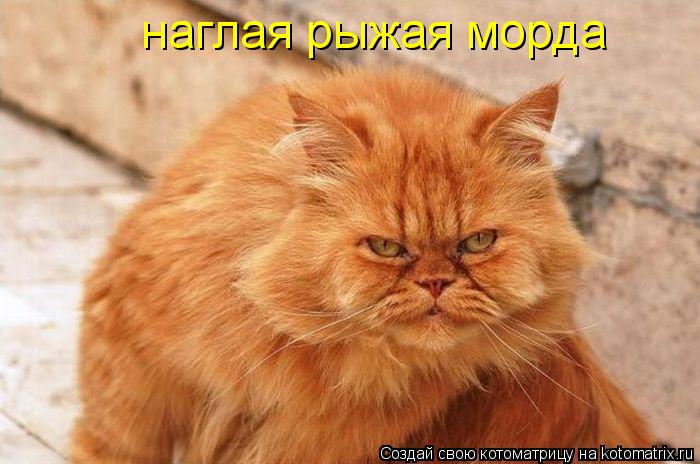 Котоматрица: наглая рыжая морда