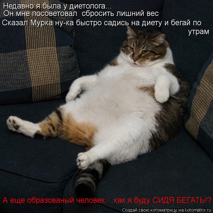 Котоматрица: Недавно я была у диетолога... Он мне посоветовал  сбросить лишний вес Сказал Мурка ну-ка быстро садись на диету и бегай по  утрам А еще образо