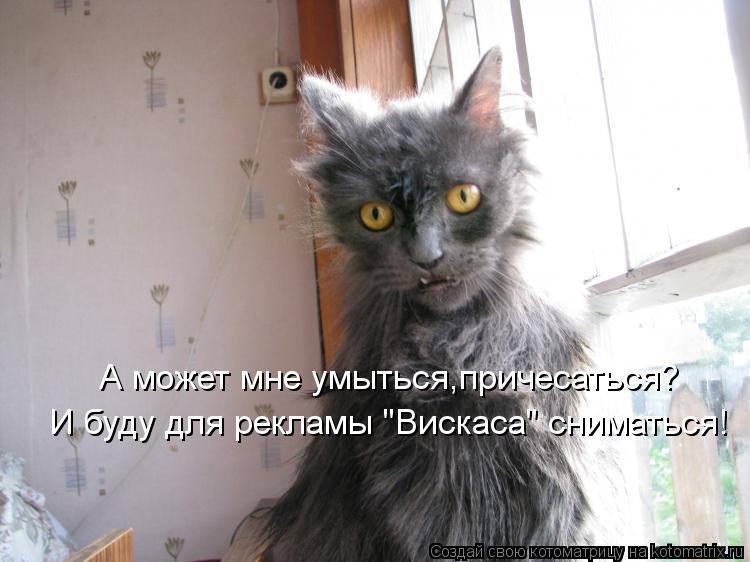 Котоматрица: И буду для рекламы "Вискаса" сниматься! А может мне умыться,причесаться?