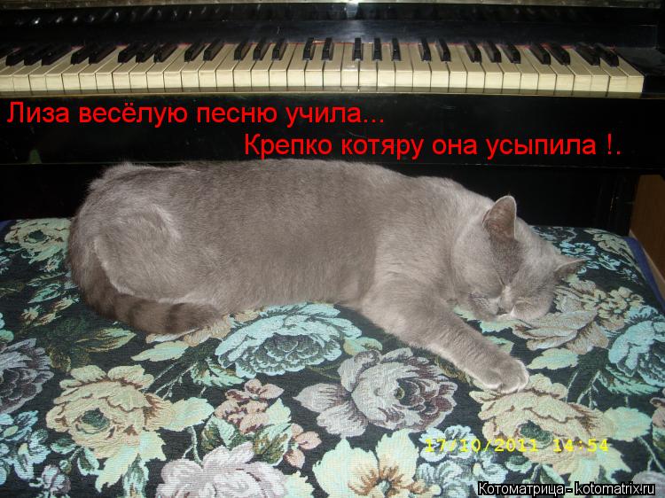 Котоматрица: Лиза весёлую песню учила...  Крепко котяру она усыпила !.
