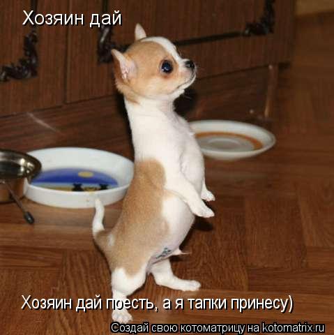 Хозяин дай Хозяин дай поесть, а я тапки принесу)... Котоматрица: Хозяин дай Хозяин дай поесть, а я тапки принесу)