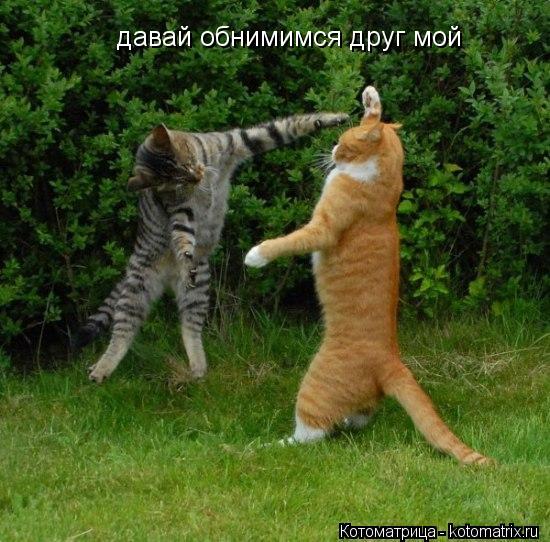 Котоматрица: давай обнимимся друг мой давай обнимимся друг мой
