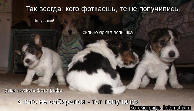 Котоматрица: а кого не собирался - тот получился. решил куснуть фотографа сильно яркая вспышка Получился! Так всегда: кого фоткаешь, те не получились,