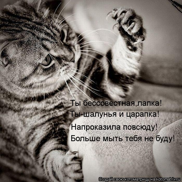 Котоматрица: Ты бессовестная,лапка! Ты-шалунья и царапка! Напроказила повсюду! Больше мыть тебя не буду!