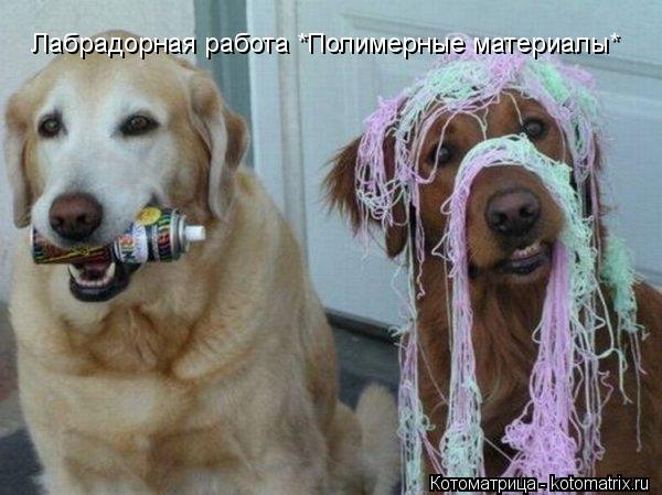 Котоматрица: Лабрадорная работа *Полимерные материалы*