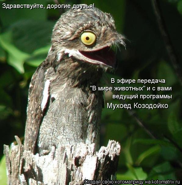Котоматрица: Здравствуйте, дорогие друзья! В эфире передача "В мире животных" и с вами ведущий программы Мухоед Козодойко