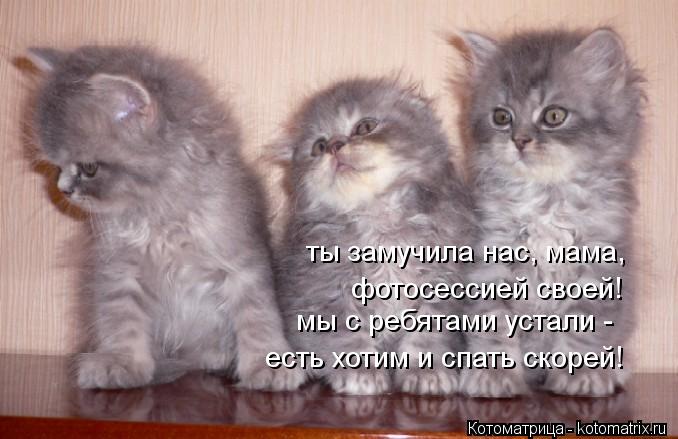 Котоматрица: ты замучила нас, мама, фотосессией своей! мы с ребятами устали - есть хотим и спать скорей!