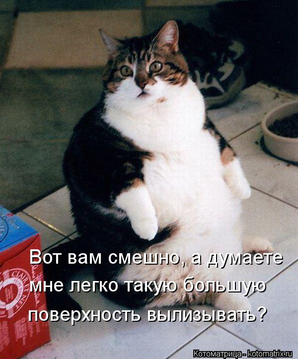 Вот вам смешно, а думаете мне легко такую большую поверхность вылизывать?... Котоматрица: Вот вам смешно, а думаете мне легко такую большую поверхность вылизывать?