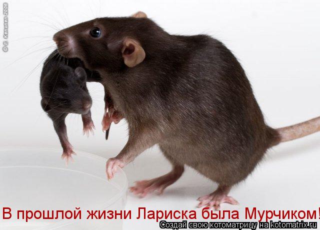Котоматрица: В прошлой жизни Лариска была Мурчиком!