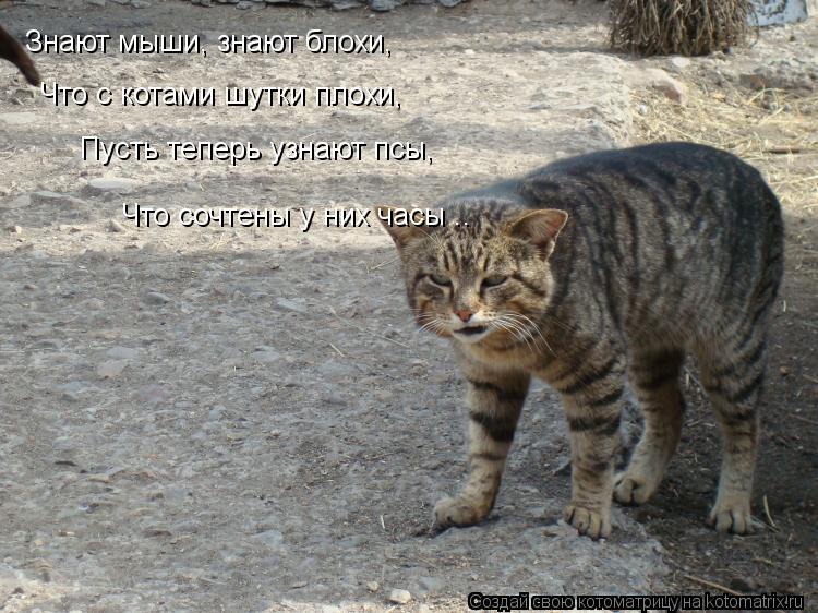 Котоматрица: Знают мыши, знают блохи, Что с котами шутки плохи, Пусть теперь узнают псы, Что сочтены у них часы .. Что сочтены у них часы ..