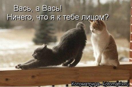 Котоматрица: Вась, а Вась! Ничего, что я к тебе лицом?