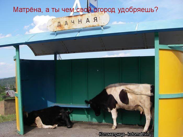 Котоматрица: Матрёна, а ты чем свой огород удобряешь?